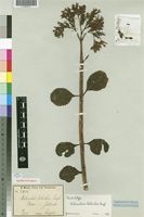 Isolectotype of Kalanchoe lateritia Engl. [family CRASSULACEAE]
