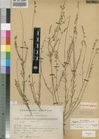 Lectotype of Polygala producta N.E.Br. [family POLYGALACEAE]