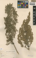 Filed as Artemisia afra Jacq. ex Willd. [family ASTERACEAE]