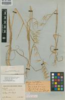 Holotype of Avena sativa L. subsp. sativa (L.) Tab. Mor. [family POACEAE]