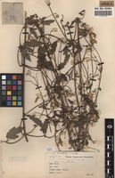 Filed as Clematis welwitschii Hiern ex Kuntze [family RANUNCULACEAE]