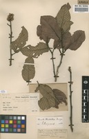 Filed as Monotes mutetetwa P.A.Duvign. [family DIPTEROCARPACEAE]
