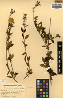 Syntype of Pseudomussaenda monteiroi (Wernham) Wernham [family RUBIACEAE]
