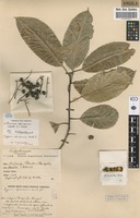Filed as Prunus africana (Hook.f.) Kalkman [family ROSACEAE]