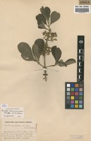 Filed as Pavetta schumanniana F.Hoffm. ex K.Schum. [family RUBIACEAE]