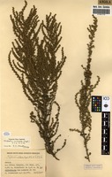 Filed as Cliffortia nitidula (Engl.) R.E.Fr. & T.C.E.Fr. [family ROSACEAE]