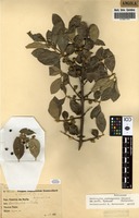 Filed as Sericanthe andongensis (Hiern) Robbr. var. mollis Robbr. [family RUBIACEAE]