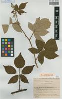 Lectotype of Rubus thyrsoideus Wimm. subsp. phyllostachys P. -J. Mull. [family ROSACEAE]