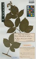 Lectotype of Rubus gratus Focke var. holzfussii Sud. [family ROSACEAE]