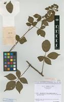 Isolectotype of Rubus pyramidalis Kaltenb. var. sitiens Hofm. [family ROSACEAE]