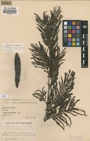 Filed as Newtonia buchananii Baker [family FABACEAE]