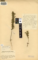 Filed as Crotalaria bequaertii [family FABACEAE]