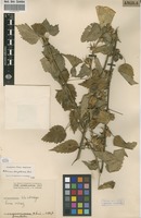 Filed as Hibiscus forma dongolensis Caill. ex Delile [family MALVACEAE]