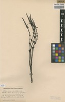 Filed as Striga gesnerioides (Willd.) Vatke [family SCROPHULARIACEAE]