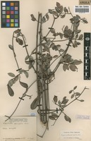 Filed as Hippocratea parvifolia Oliv. [family HIPPOCRATEACEAE]