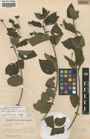 Filed as Lantana camara L. forma glandulosa R.Fern. [family VERBENACEAE]