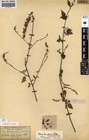 Isolectotype of Celosia loandensis Baker [family AMARANTHACEAE]