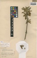 Filed as Ancylanthos rubiginosus Desf. [family RUBIACEAE]