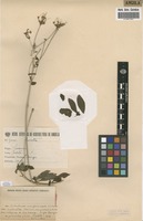 Filed as Pavetta [family RUBIACEAE]
