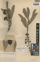 Filed as Pavetta schumanniana F.Hoffm. ex K.Schum. [family RUBIACEAE]