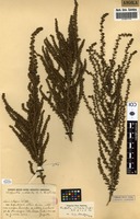 Filed as Cliffortia nitidula (Engl.) R.E.Fr. & T.C.E.Fr. [family ROSACEAE]