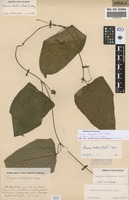 Filed as Coccinia heterophylla ( Hook.f. ) Holstein [family CUCURBITACEAE]