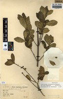 Filed as Sericanthe andongensis (Hiern) Robbr. [family RUBIACEAE]