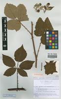 Isolectotype of Rubus thyrsoideus Wimm. subsp. phyllostachys P. -J. Mull. [family ROSACEAE]
