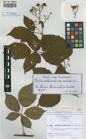 Isolectotype of Rubus gratus Focke var. holzfussii Sud. [family ROSACEAE]
