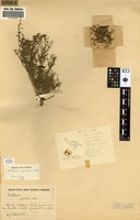 Filed as Crotalaria bequaertii [family FABACEAE]