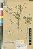 Holotype of Crotalaria mossamedesiana [family FABACEAE]