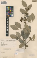 Filed as Adenodolichos baumii Harms [family FABACEAE]