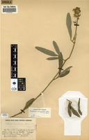 Filed as Tephrosia dasyphylla [family FABACEAE]