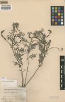 Filed as Indigofera setiflora Baker [family FABACEAE]