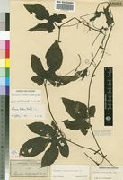 Isotype of Physedra heterophylla Hook.f. [family CUCURBITACEAE]