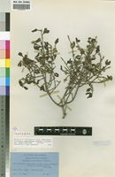 Isotype of Tricalysia niamniamensis Schweinf. ex Hiern var. nodosa Robbr. [family RUBIACEAE]