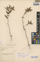 Filed as Impatiens assurgens Baker [family BALSAMINACEAE]