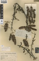 Acacia kirkii in Global Plants on JSTOR