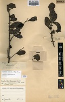 Filed as Tapinanthus brunneus (Engl.) Danser [family LORANTHACEAE]