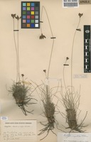 Filed as Bulbostylis megastachys (Ridl.) C.B.Clarke [family CYPERACEAE]