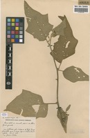 Filed as Solanum macrocarpon L. [family SOLANACEAE]