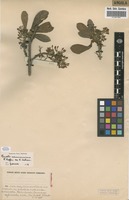 Filed as Pavetta schumanniana F.Hoffm. ex K.Schum. [family RUBIACEAE]