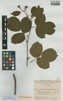 Lectotype of Rubus hypomalacus Focke subsp. mucronatiformis Sud. [family ROSACEAE]