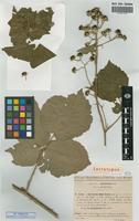 Lectotype of Rubus micans Godr. & Gren. microgene microgene micantiformis Sud. [family ROSACEAE]