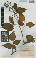 Lectotype of Rubus infestus Weihe ex Boenn. microgene microgene holochlous Sud. [family ROSACEAE]