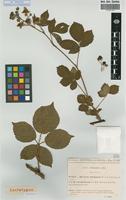 Lectotype of Rubus nitidus Weihe & Nees subsp. integribasis (P.J.Mull. ex Boulay) Boulay [family ROSACEAE]