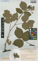 Lectotype of Rubus sprengelii Weihe subsp. ninckii Sud. [family ROSACEAE]
