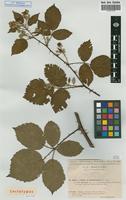 Lectotype of Rubus alterniflorus P.J.Mull. & Lefevre subsp. sueviacus Sud. [family ROSACEAE]