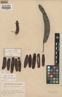 Filed as Newtonia buchananii Baker [family FABACEAE]