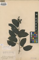Filed as Guibourtia coleosperma (Benth.) Leonard [family FABACEAE]